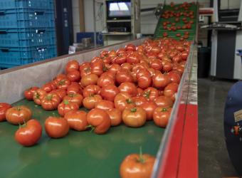 Tomaten sorteerder